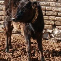 گوسالهای دورگ ارزان پول یک میشه سه تا۱۵۵میلیون