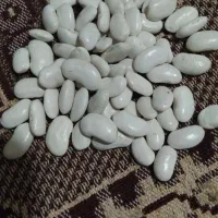 لوبیا سفید|خوردنی و آشامیدنی|ملکان, |دیوار