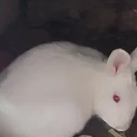 خرگوش بازیگوش وباهوش|موش و خرگوش|بیرجند, |دیوار