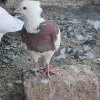 ۲عددطوقی‌نر
