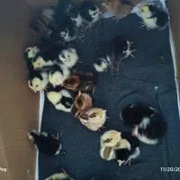 ۳۵ عدد جوجه مرغ گلین