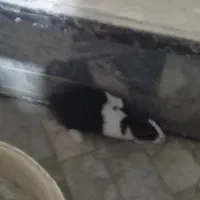 خرگوش|موش و خرگوش|سنندج, |دیوار