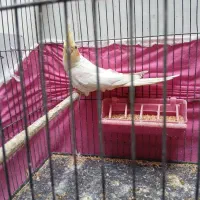 جوجه عروس هلندی|پرنده|مراغه, |دیوار