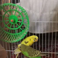 مرغ عشق