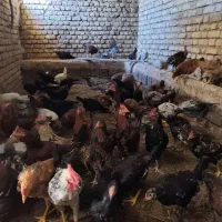 خروس محلی|حیوانات مزرعه|بیلوار, |دیوار