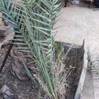 جنگدرخت..نر..تعداد3عدد|گل و گیاه طبیعی|بم, |دیوار