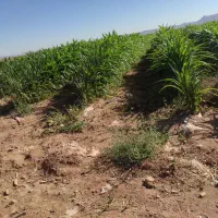 52 هکتار زمین کشاورزی|فروش دفتر صنعتی، کشاورزی، تجاری|میمه, |دیوار