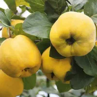 پیش فروش نهال به اصفهان