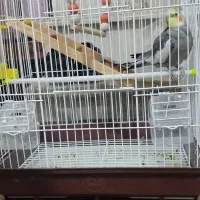 عروس رام دستی حرف زن|پرنده|چابهار, |دیوار