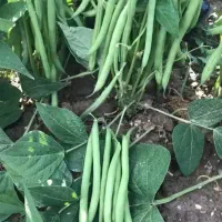 لوبیا سبز محلی تاره، آبیاری شده با آب چشمه
