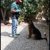 مربی سگ|خدمات آموزشی|کرج, گلشهر|دیوار