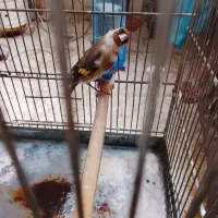 مست سهره مادس کار دادس اماده  فیلم ب روز قناری