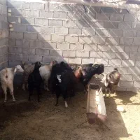 بزو دبر|حیوانات مزرعه|جنت, |دیوار