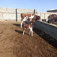 گاو گوساله دار شکم دوم 15کیلوشیر دارد گوساله نر|حیوانات مزرعه|گنبد کاووس, |دیوار