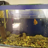 آکواریوم|ماهی|هشتگرد, شهرک المهدی|دیوار