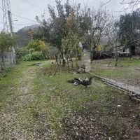 فروش قو غاز آفریقایی.اردک|حیوانات مزرعه|حویق, |دیوار