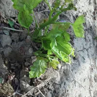 خدمات هـرس و داربستی کردن باغات انگور|خدمات باغبانی و درختکاری|سبزوار, باهنر|دیوار