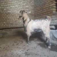 بزنر