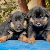 سگ ژرمن شپرد نروماده دوماهه باهم یکجای فی ۱۵ م ت|سگ|تهران, تهرانسر شرقی|دیوار