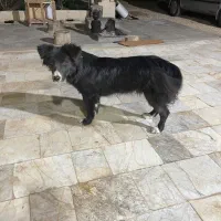 سگ تریر مشکی