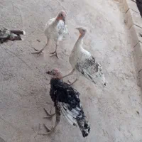 بوقلمون