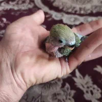 جوجه کوتوله فروش یا معاوضه با قناری|پرنده|یزد, |دیوار