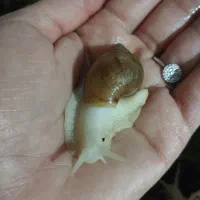 حلزون آلپینو|خزنده|سبزوار, قائم|دیوار