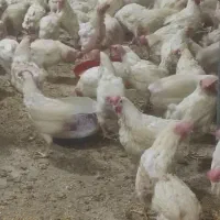 مرغ هلندی ،مادر|حیوانات مزرعه|جم, |دیوار