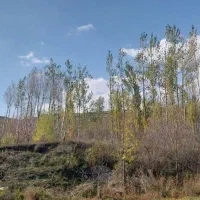 فروش باغ گیلاس در روستای حور|فروش زمین و ملک کلنگی|ویلکیج, |دیوار