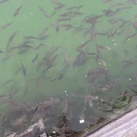 ماهی کپور|ماهی|یامچی, |دیوار