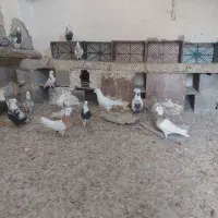 سری ۴۰۰|پرنده|رامهرمز, |دیوار