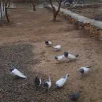 کبوتر  کله دم سبز