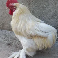 خروس سفید خوش رنگ کوشین