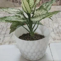 زیبایی،شادابی و طراوت را با خود به خانه ببر|گل و گیاه طبیعی|شاهین‌شهر, مخابرات (شهید بهشتی)|دیوار