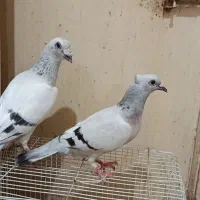 یک جفت شامی عتیقه