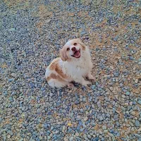 واگذاری سگ پاکوتاه۸۵۰