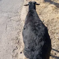 ۶۱۰۰۰۰۰۰|حیوانات مزرعه|زنجانرود, |دیوار