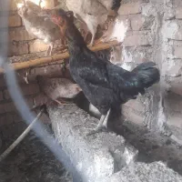 گلین و محلی|حیوانات مزرعه|سنگدوین, |دیوار