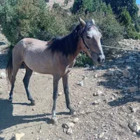 مادیان ۳سال|اسب و تجهیزات اسب‌سواری|مهدی شهر, |دیوار