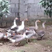 حنایی خروس ،غاز|حیوانات مزرعه|قائم‌شهر, |دیوار