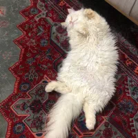 گربه پرشین نر