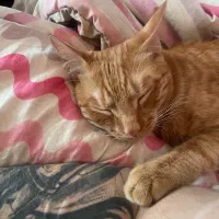 گربه حمایتی