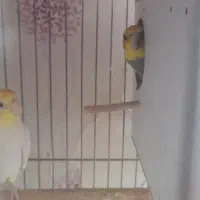 طوطی عروس و مرغ عشق|پرنده|قزوین, |دیوار