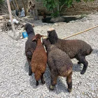 بره افشاری نر ۲راس ماده ۲راس پرواری (گوسفند)