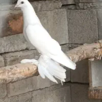 فروش کبوتر پارپارلی نر