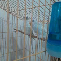 یک جفت مرغ عشق