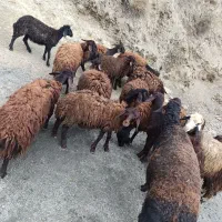 8 جفت و نیم راس کاور و بره قزل افشار  برای داشتی
