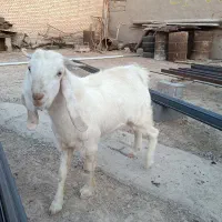 فروش بز نر سالم و سرحال|حیوانات مزرعه|بندر ماهشهر, |دیوار