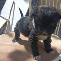 سگ پاکوتاه 3 ماهه نر نسل دار