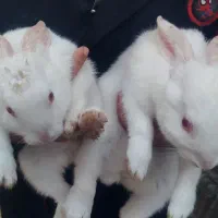 خرگوش سفید معاوضه با کبوتر|موش و خرگوش|نورآباد ممسنی, |دیوار